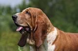 BASSET HOUND 023